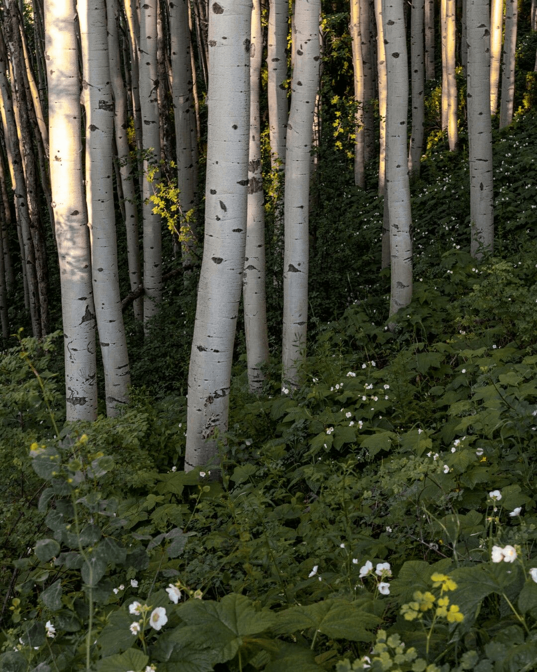 Detaljerad vy över rekommenderade åtgärder